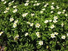 Wood Anemone Nemerosa - Pack of 20 